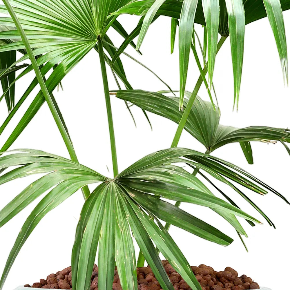 LIVISTONIA CHINENSIS IN GREEN CERAMIC POT
