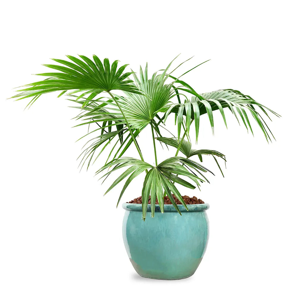 LIVISTONIA CHINENSIS IN GREEN CERAMIC POT