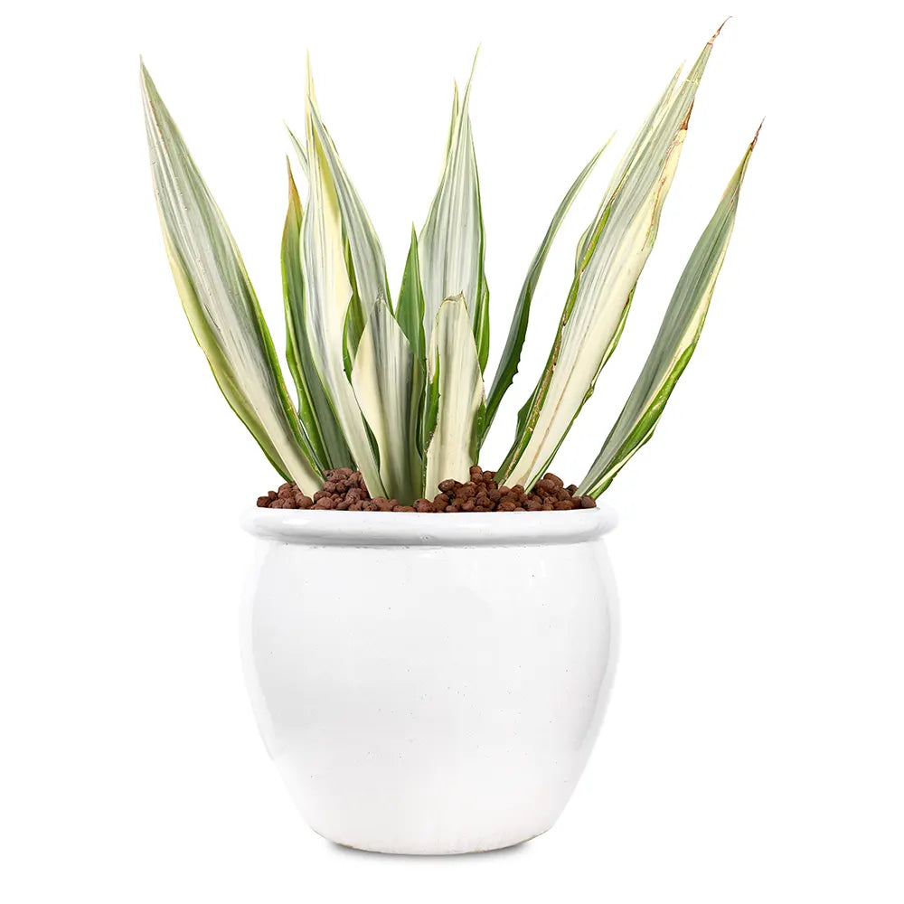 FURCRAEA FOETIDA MEDIOPICTA IN WHITE PLANTER