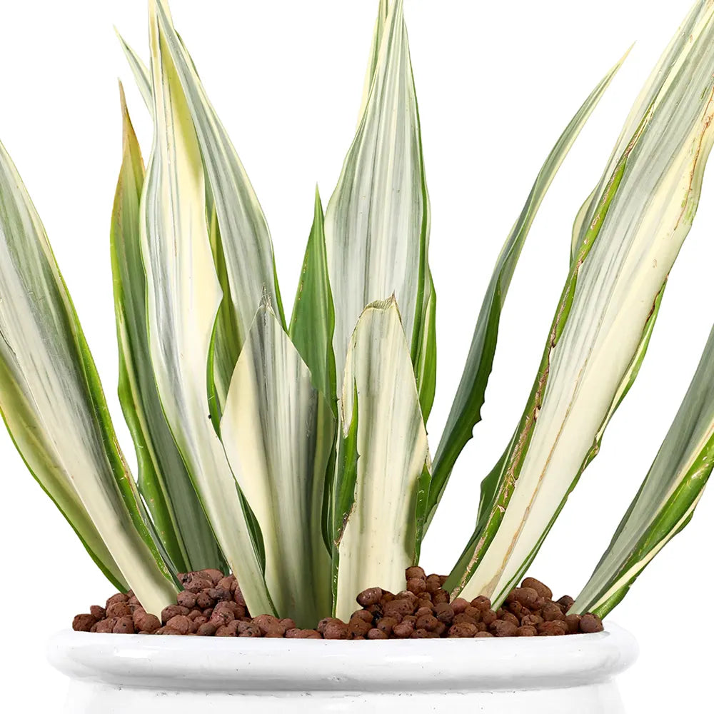 FURCRAEA FOETIDA MEDIOPICTA IN WHITE PLANTER