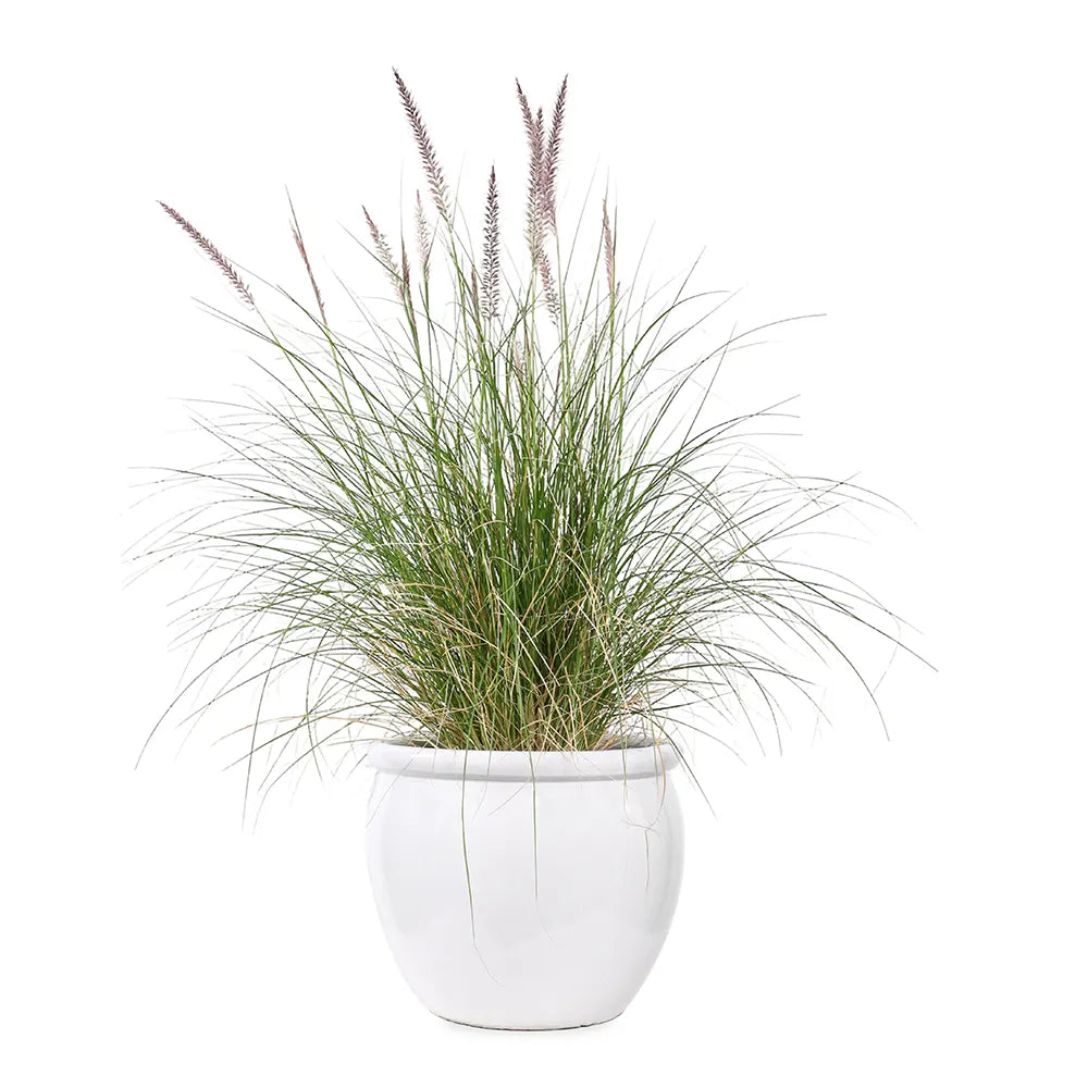 PENNISETUM IN WHITE PLANTER