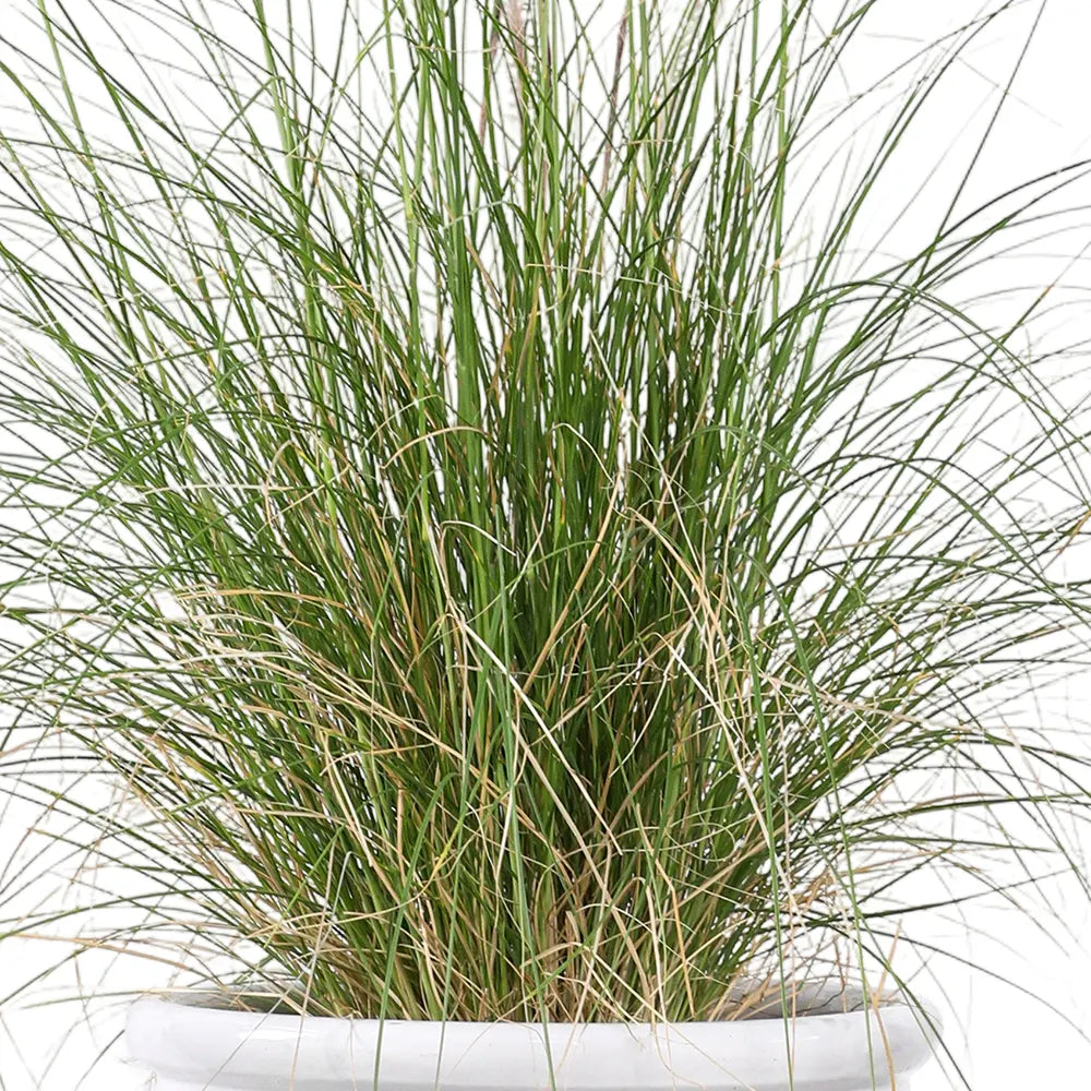 PENNISETUM IN WHITE PLANTER