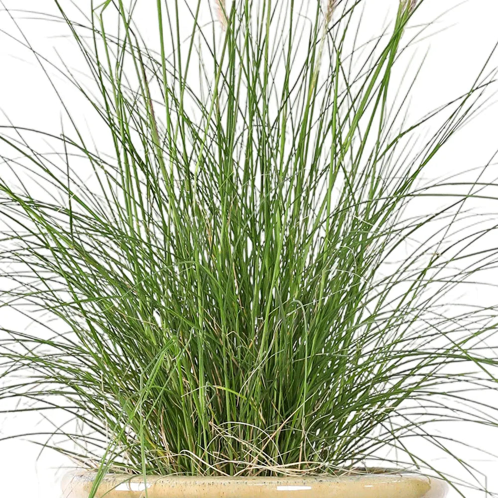 PENNISETUM IN BEIGE PLANTER