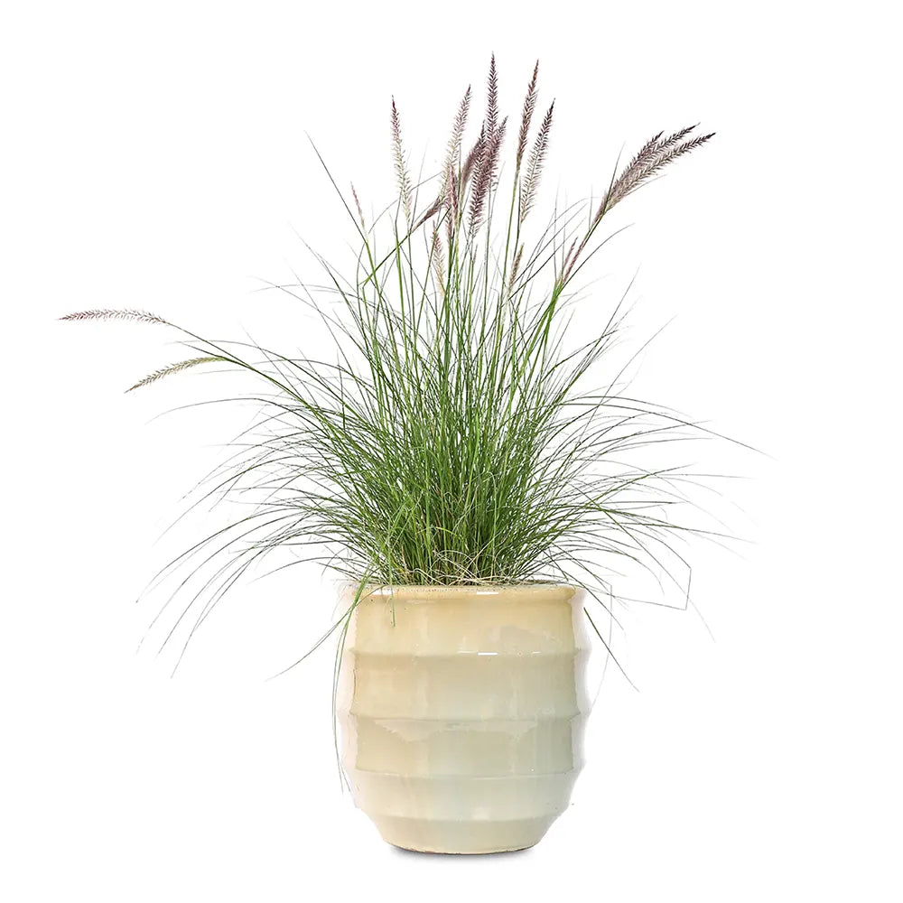 PENNISETUM IN BEIGE PLANTER