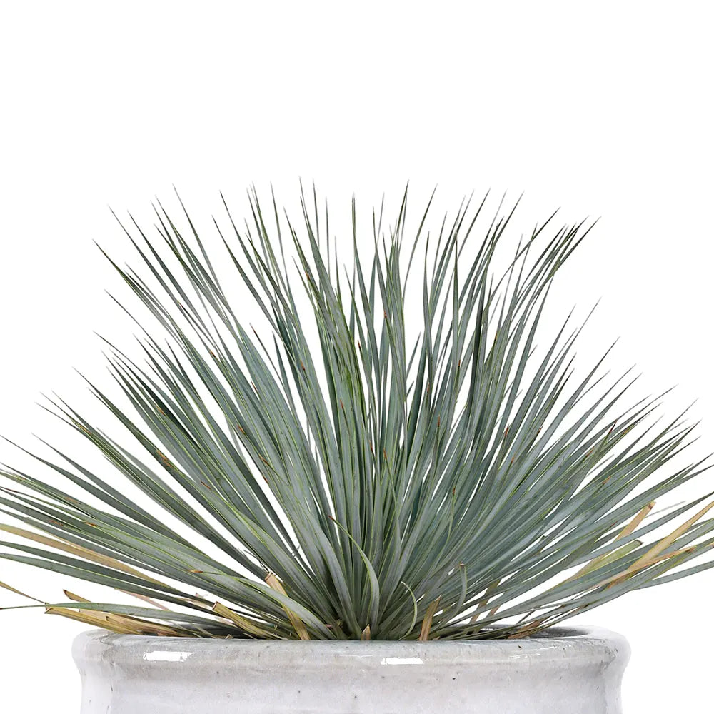 YUCCA ROSTRATA IN WHITE PLANTER