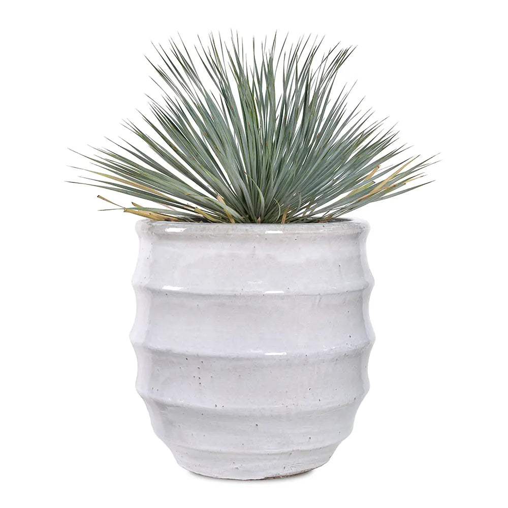 YUCCA ROSTRATA IN WHITE PLANTER