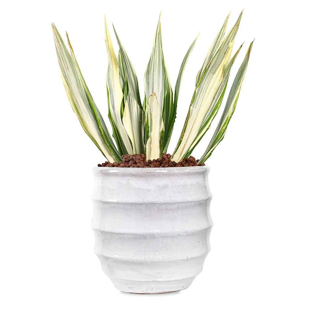 FURCRAEA FOETIDA MEDIOPICTA IN WHITE PLANTER