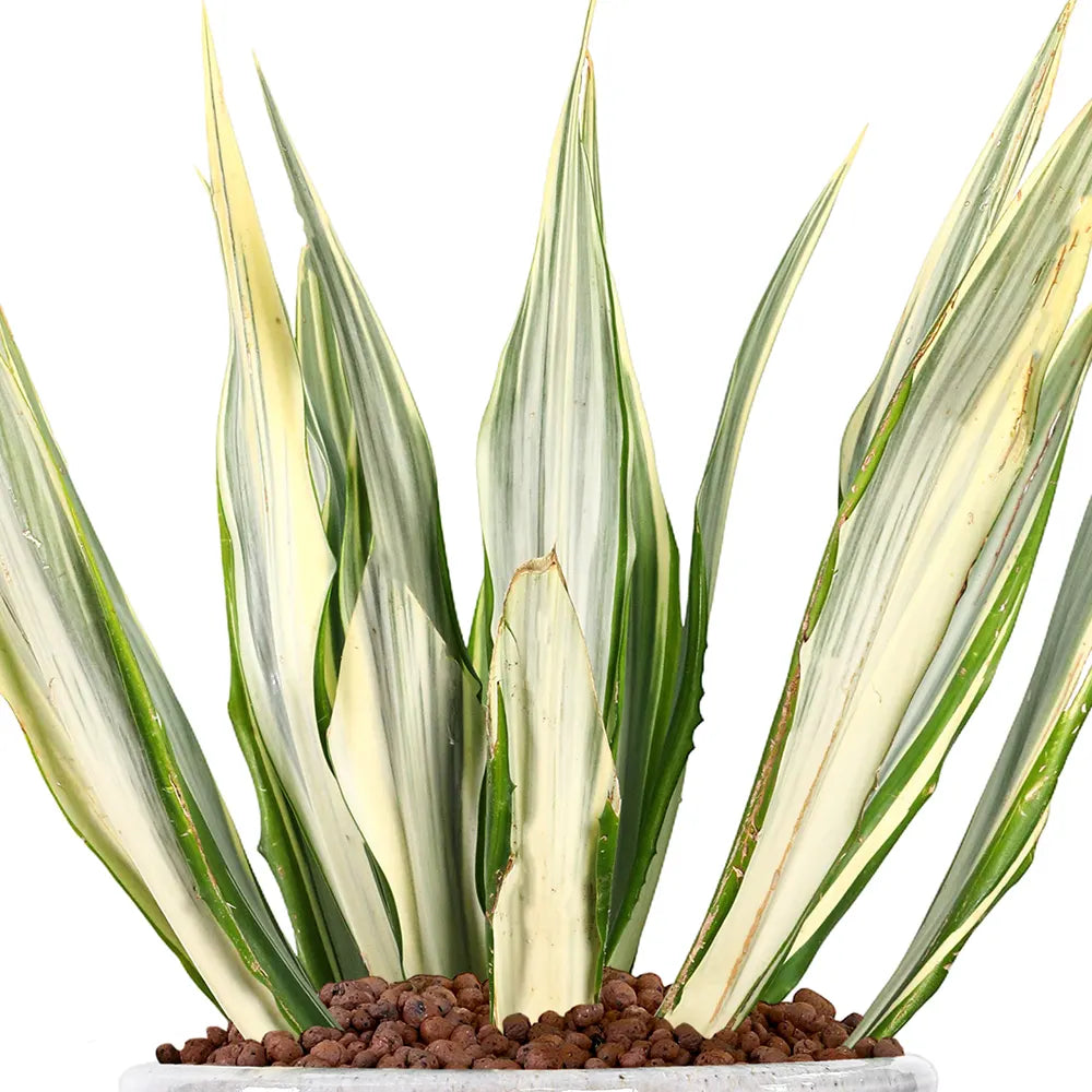 FURCRAEA FOETIDA MEDIOPICTA IN WHITE PLANTER