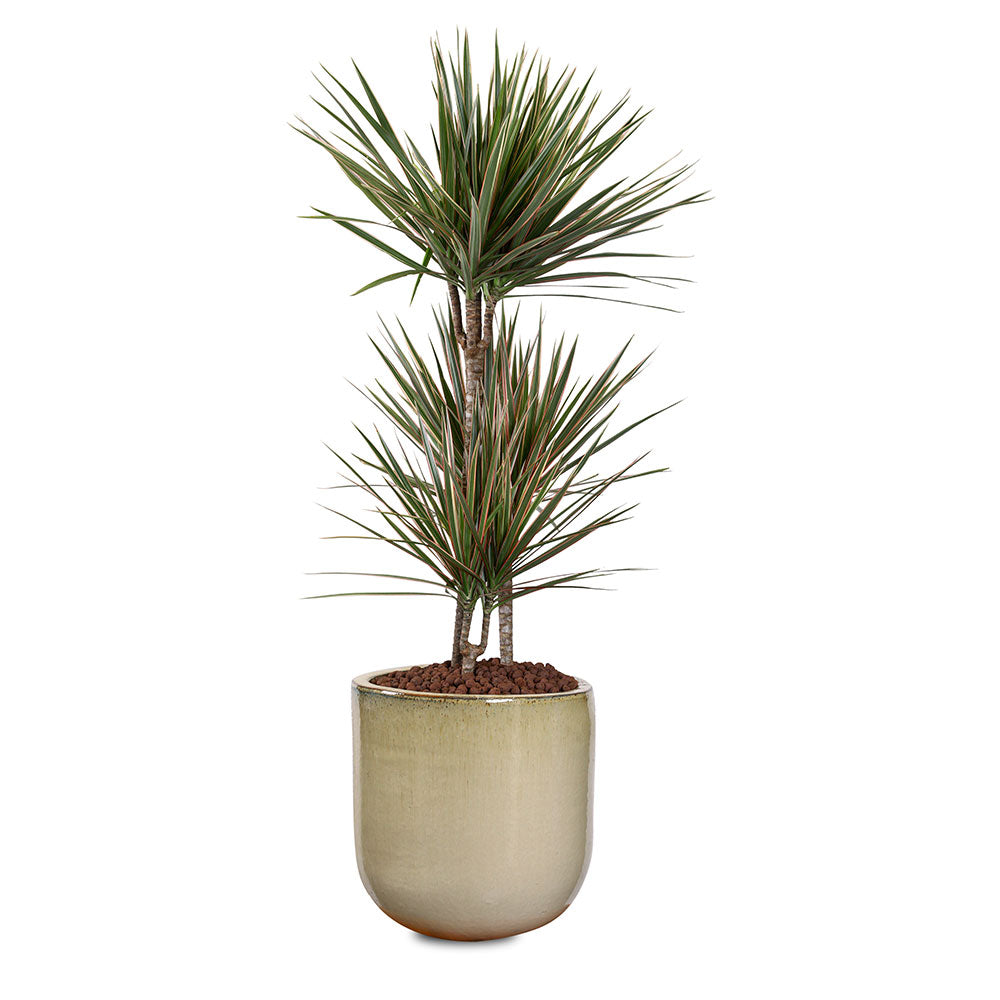 DRACAENA MARGINATA BICOLOR 3PP H130 دراسينا مارجيناتا