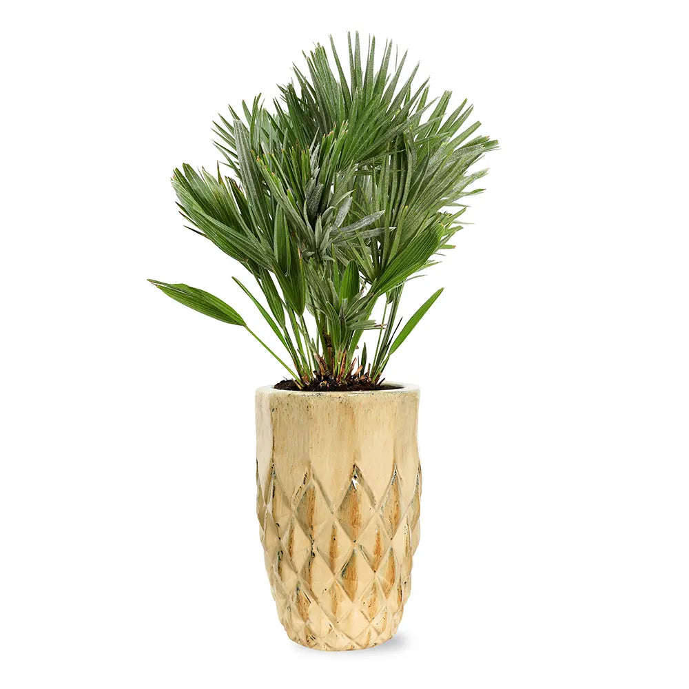 CHAMAEROPS HUMILIS IN CREAMY CERAMIC PLANTER