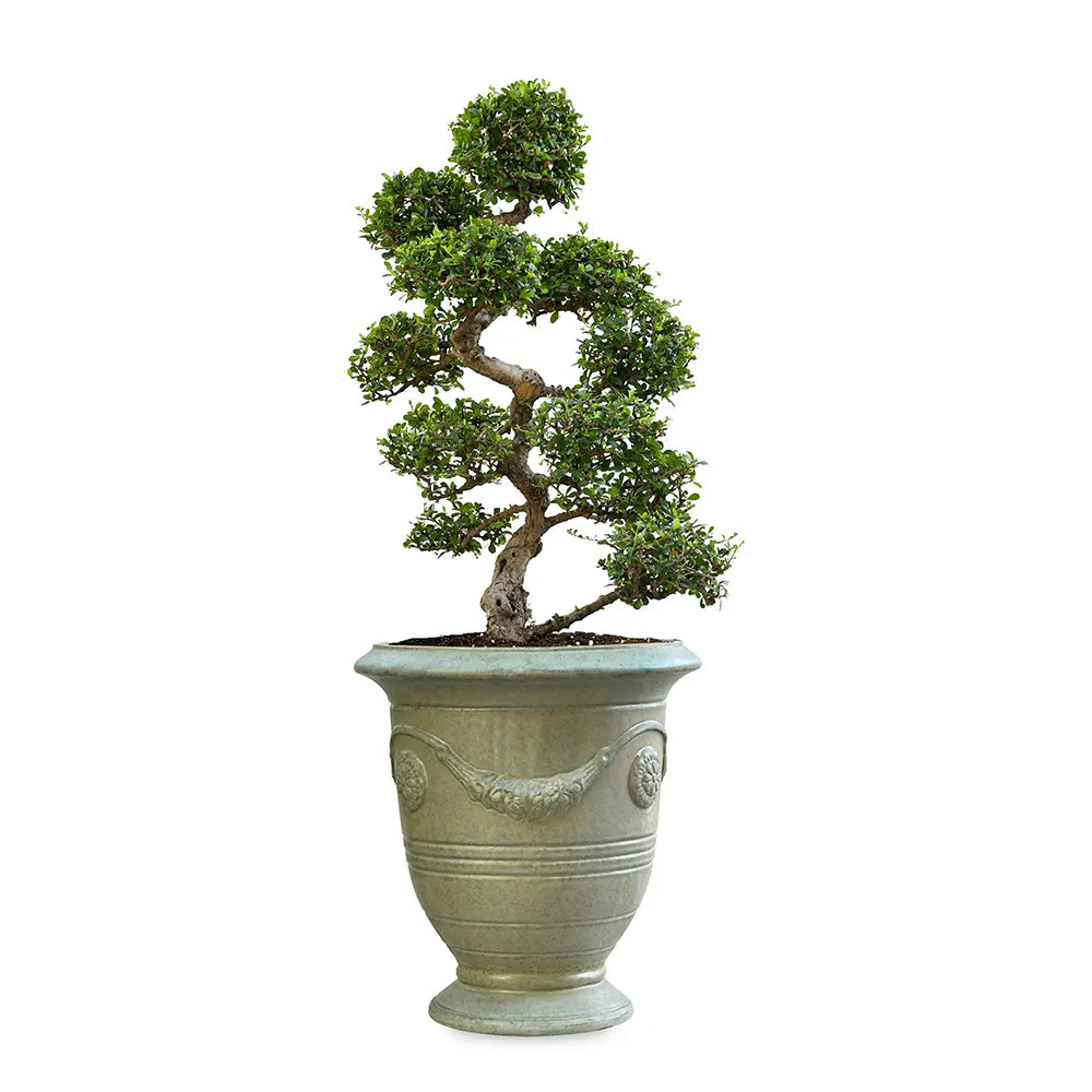 CARMONA MICROPHYLA BONSAI IN BAARN GREEN CERAMIC PLANTER
