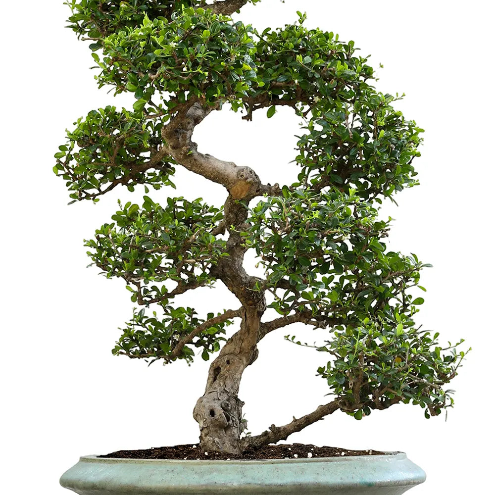 CARMONA MICROPHYLA BONSAI IN BAARN GREEN CERAMIC PLANTER