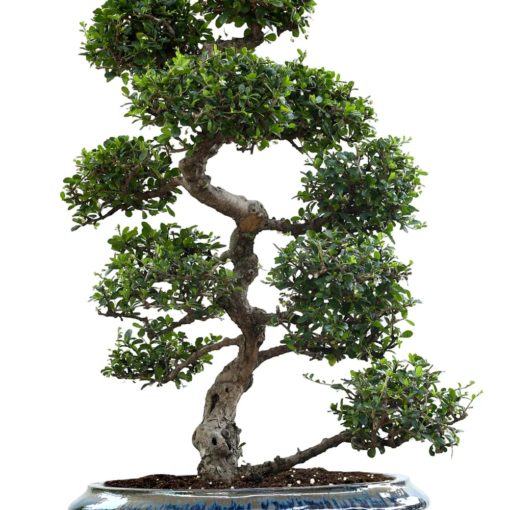 CARMONA MICROPHYLA BONSAI IN BAARN BLUE CERAMIC PLANTER