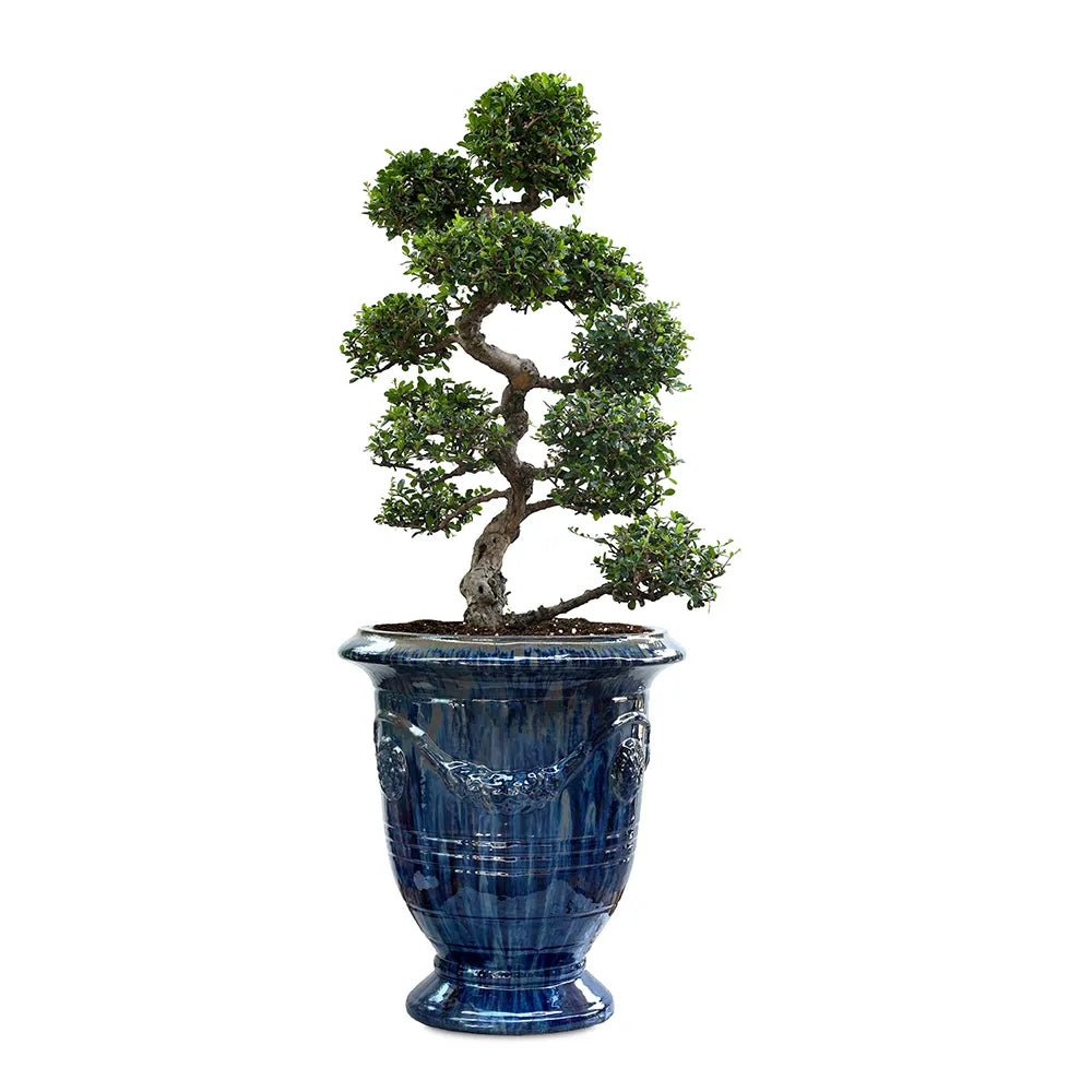 CARMONA MICROPHYLA BONSAI IN BAARN BLUE CERAMIC PLANTER