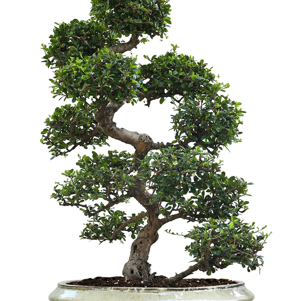 CARMONA MICROPHYLA BONSAI IN BAARN CREAMY CERAMIC PLANTER