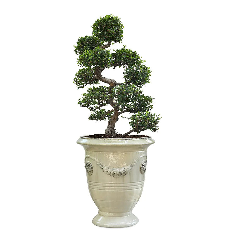 CARMONA MICROPHYLA BONSAI IN BAARN CREAMY CERAMIC PLANTER