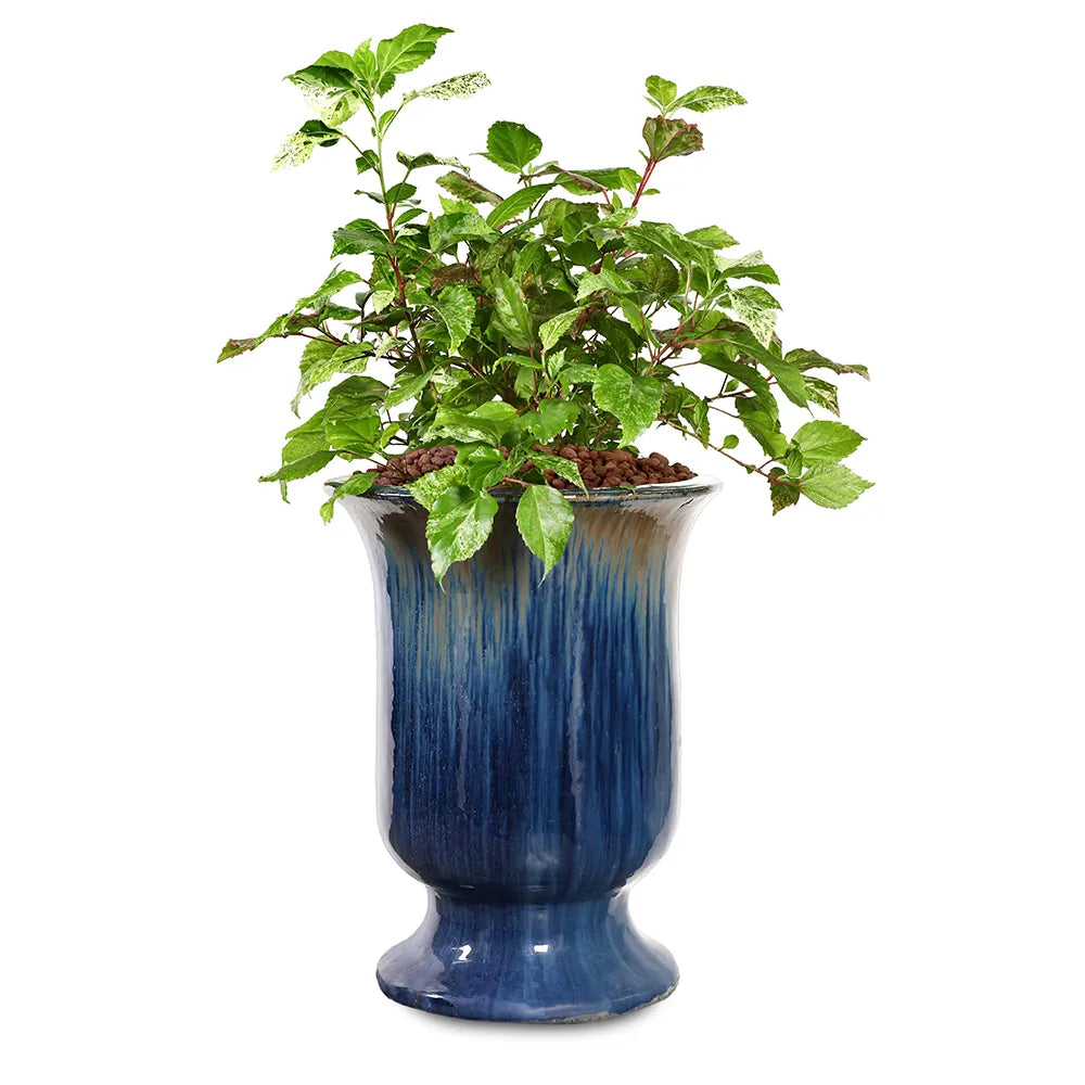  هيبسكس روزا - في حوض سيراميك أزرق - ارتفاع 80 سم