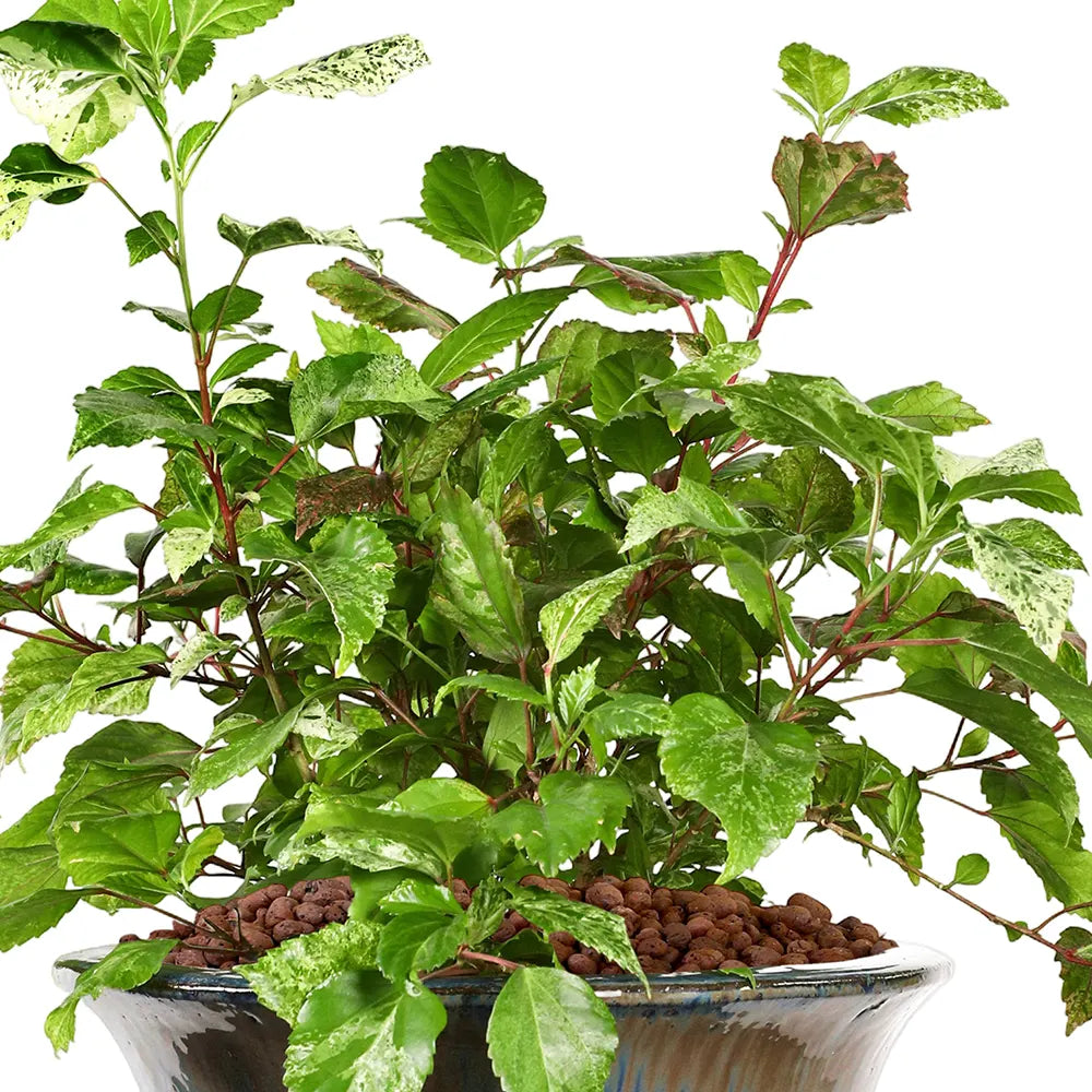  هيبسكس روزا - في حوض سيراميك أزرق - ارتفاع 80 سم