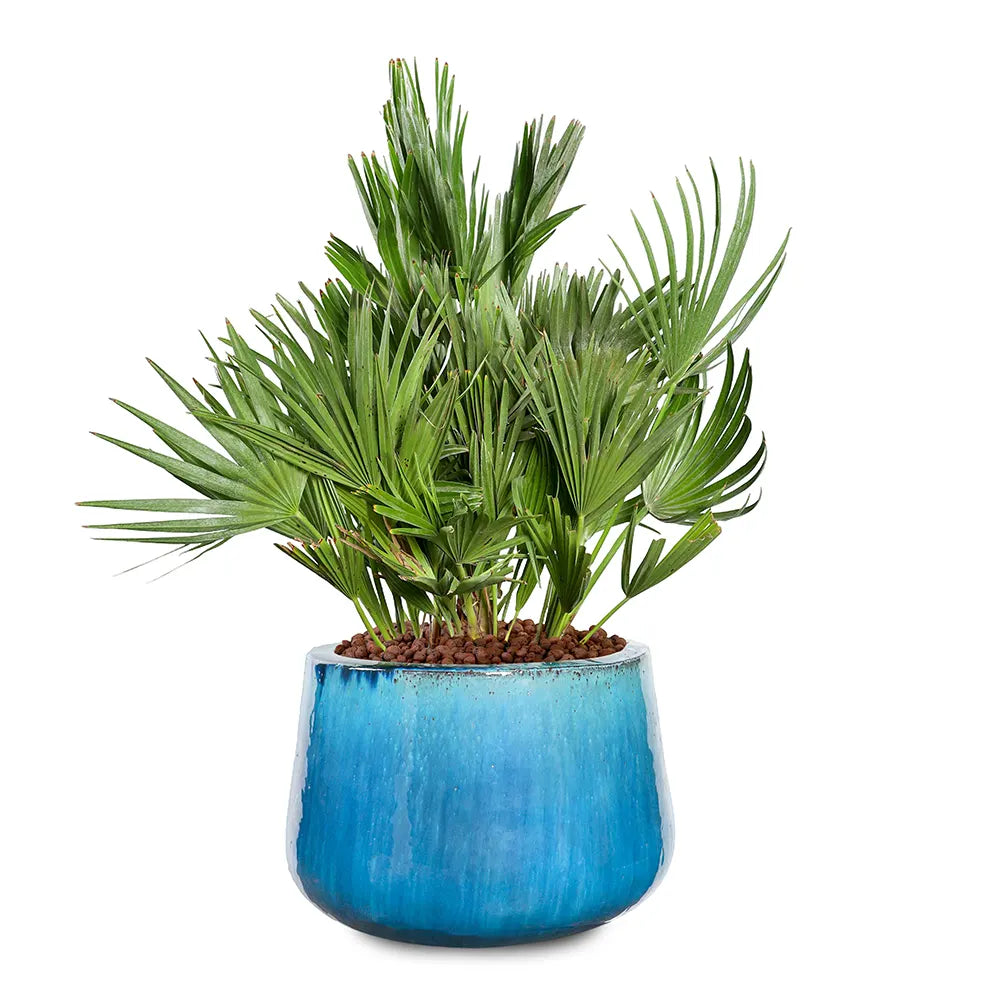 نخيل شاميروبس هوميليس - في حوض سيراميك تركوازي - ارتفاع 80 سم