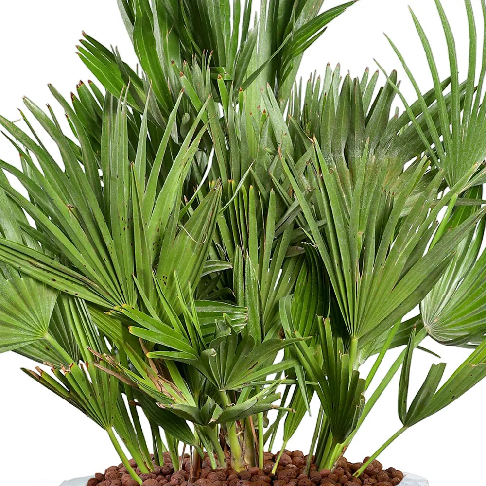  نخيل شاميروبس هوميليس - في حوض سيراميك تركوازي - ارتفاع 80 سم