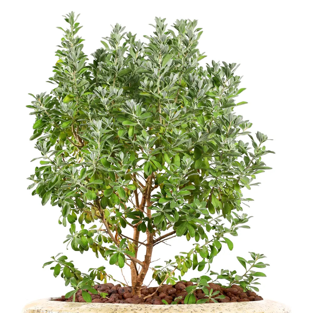  ليكوفيليوم - في حوض سيراميك كريمي - ارتفاع 60 سم