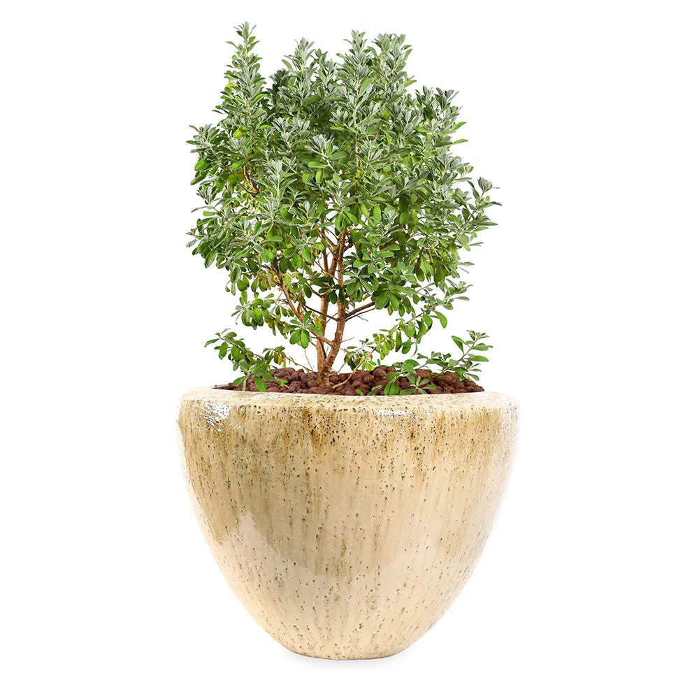  ليكوفيليوم - في حوض سيراميك كريمي - ارتفاع 60 سم