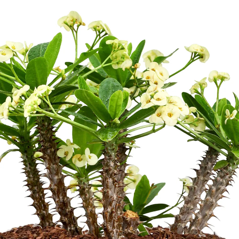 EUPHORBIA MILII IN KUMASI CREAMY CERAMIC POT