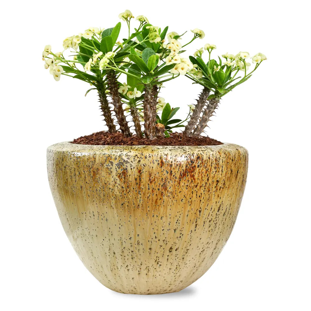 EUPHORBIA MILII IN KUMASI CREAMY CERAMIC POT