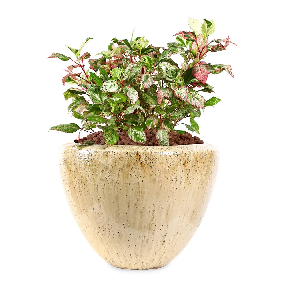 هيبسكس روزا - في حوض سيراميك كريمي - ارتفاع 60 سم