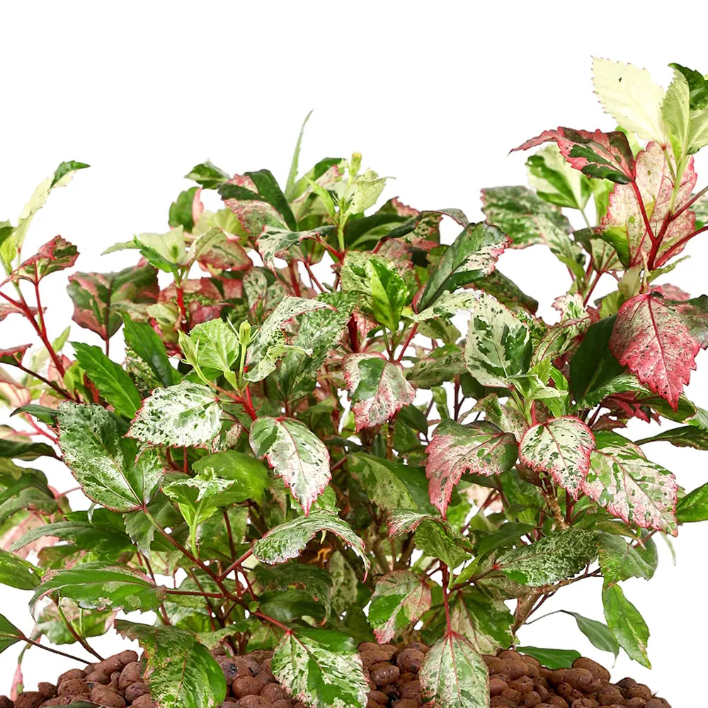 هيبسكس روزا - في حوض سيراميك كريمي - ارتفاع 60 سم