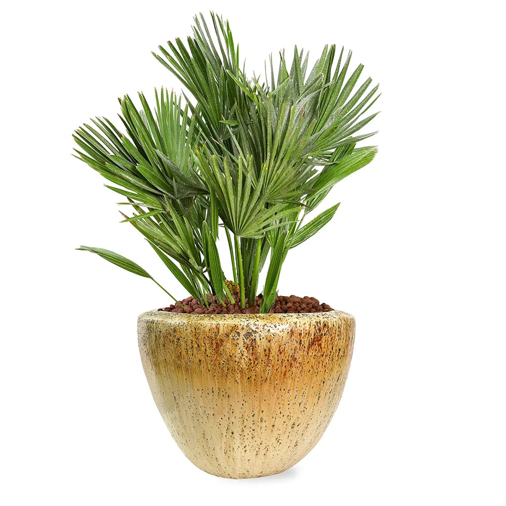 CHAMAEROPS HUMILIS IN KUMASI CREAMY CERAMIC POT