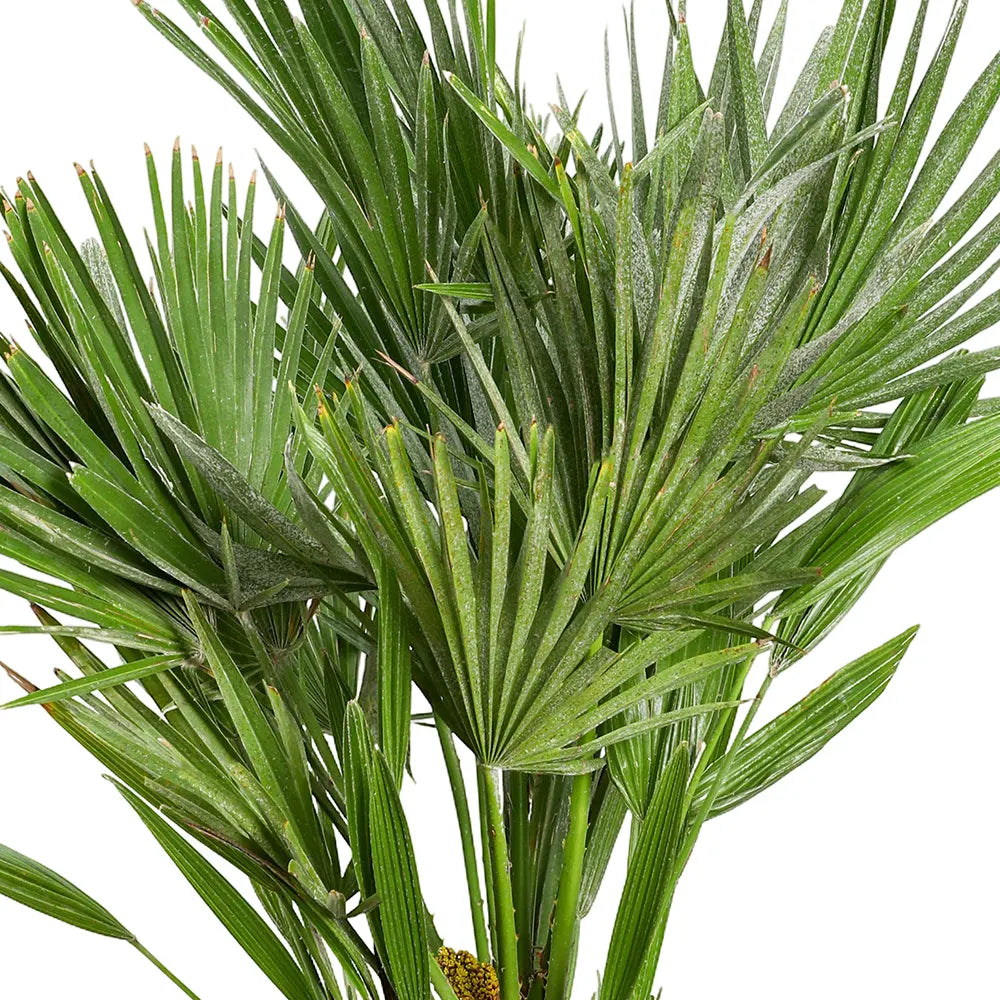 CHAMAEROPS HUMILIS IN KUMASI CREAMY CERAMIC POT
