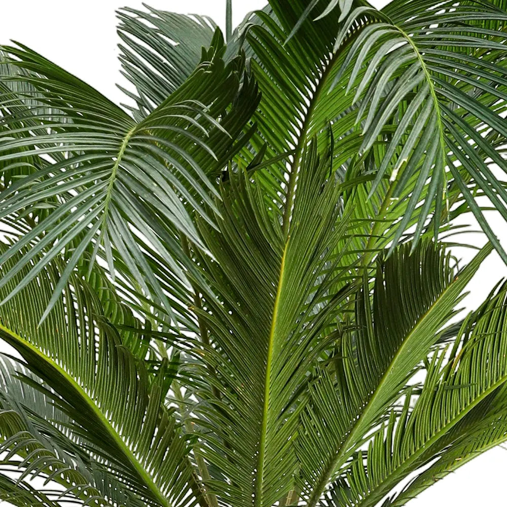 CYCAS REVOLUTA IN KUMASI CREAMY CERAMIC POT