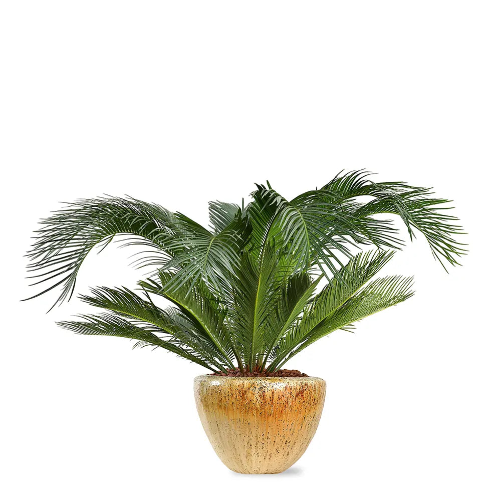 CYCAS REVOLUTA IN KUMASI CREAMY CERAMIC POT