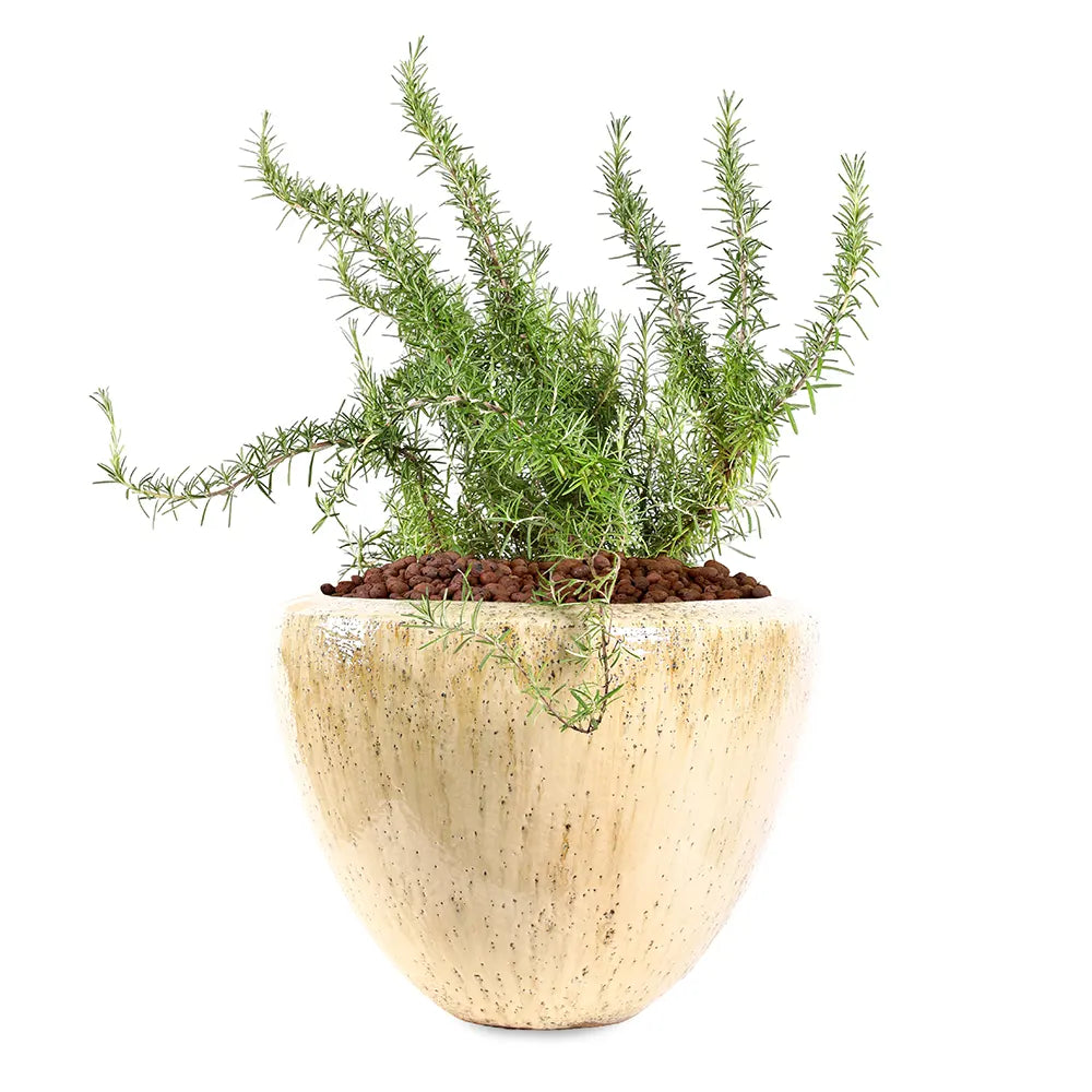 إكليل الجبل (روزماري) - في حوض سيراميك كريمي - ارتفاع 60 سم