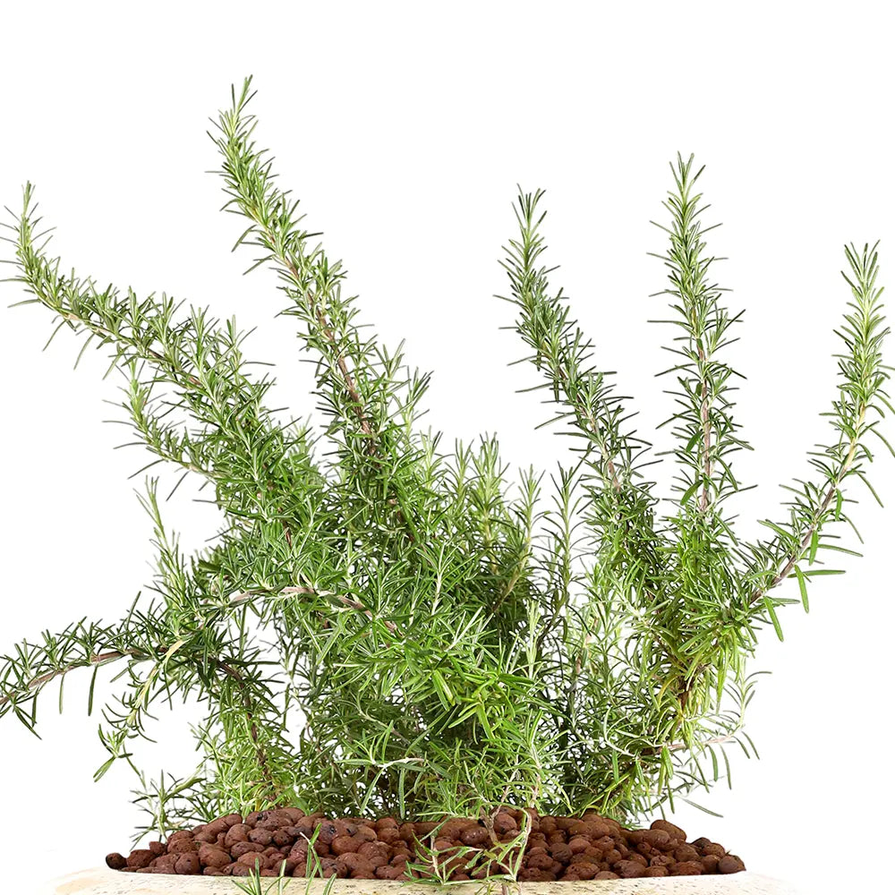 إكليل الجبل (روزماري) - في حوض سيراميك كريمي - ارتفاع 60 سم