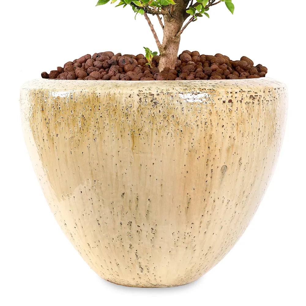 BOUGAINVILLEA CATANIA IN KUMASI CREAMY CERAMIC POT