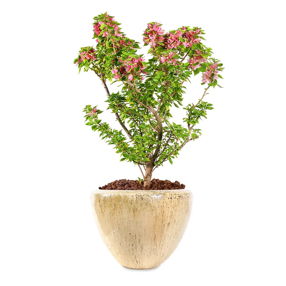 BOUGAINVILLEA CATANIA IN KUMASI CREAMY CERAMIC POT