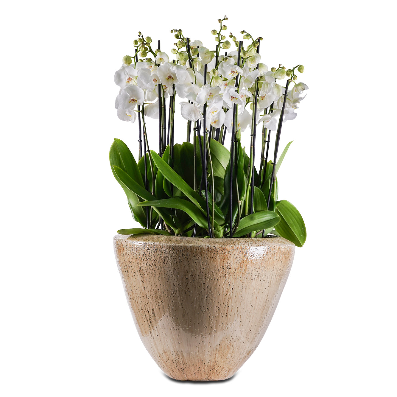 أوركيد في حوض كريمي