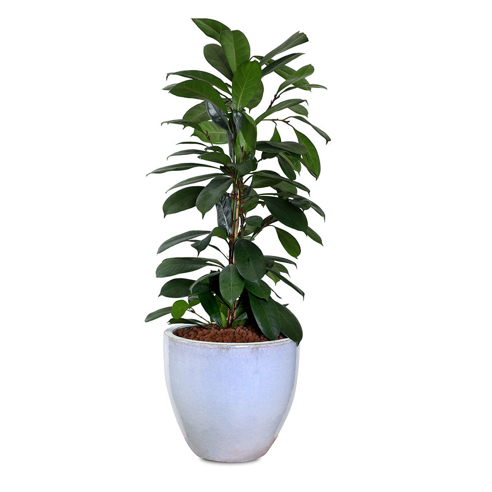 ALOCASIA IN PETROLINA MINT-MIST GREEN POT نبات الوكاسيا في بترولينا المميز