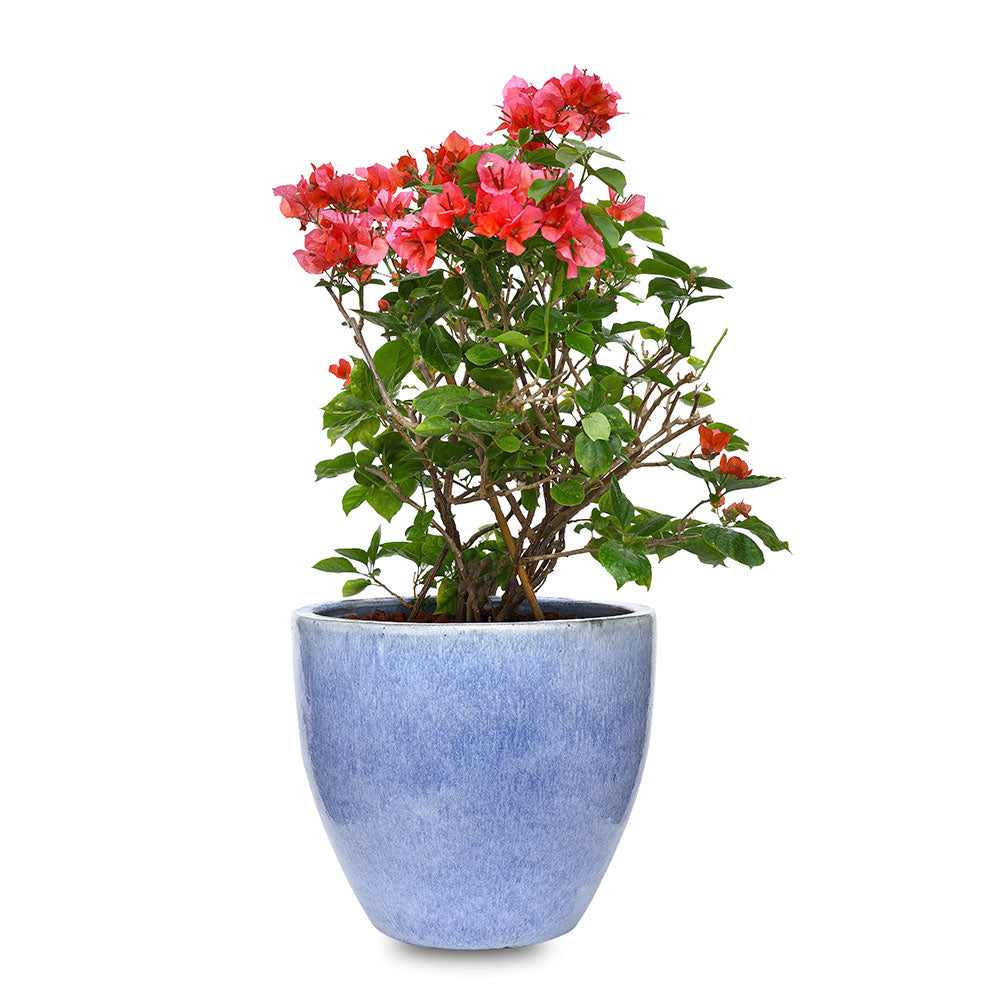 BOUGAINVILLEA ROMA IN BLUE CERAMIC POT