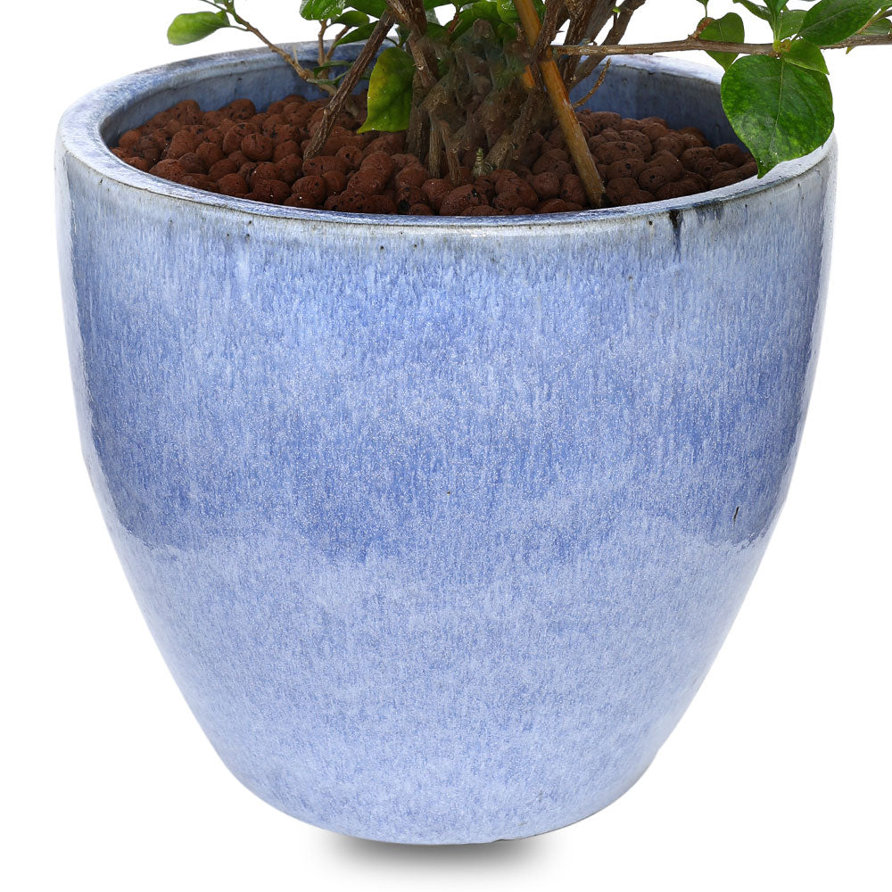 BOUGAINVILLEA ROMA IN BLUE CERAMIC POT