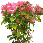 BOUGAINVILLEA ROMA IN CARAMEL CERAMIC POT