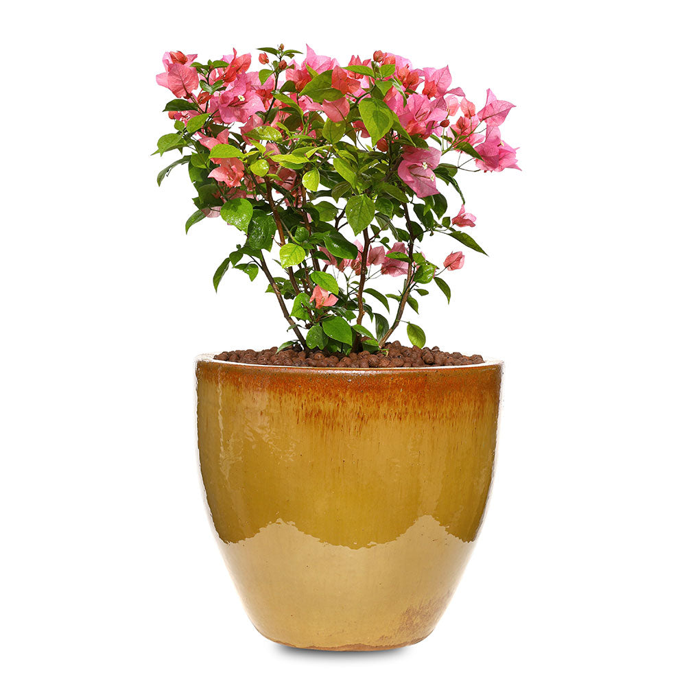 BOUGAINVILLEA ROMA IN CARAMEL CERAMIC POT