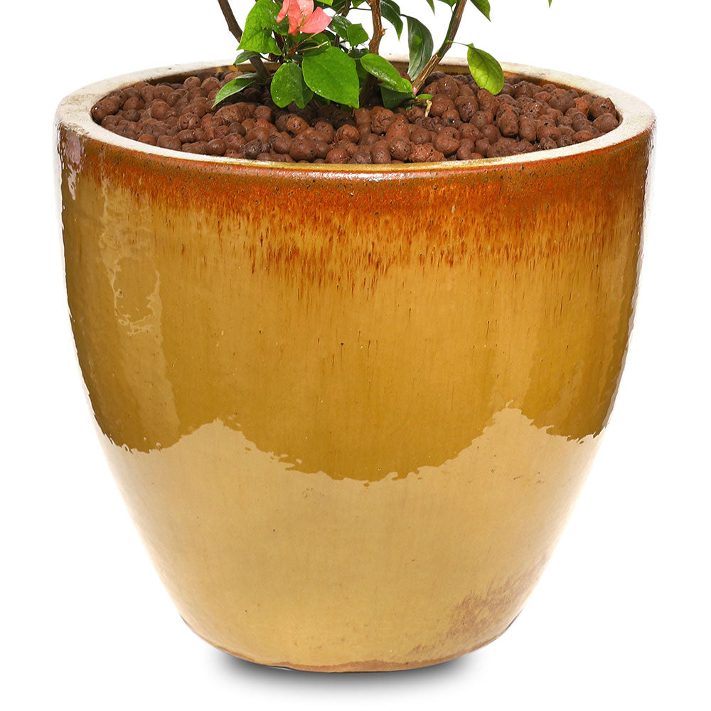 BOUGAINVILLEA ROMA IN CARAMEL CERAMIC POT