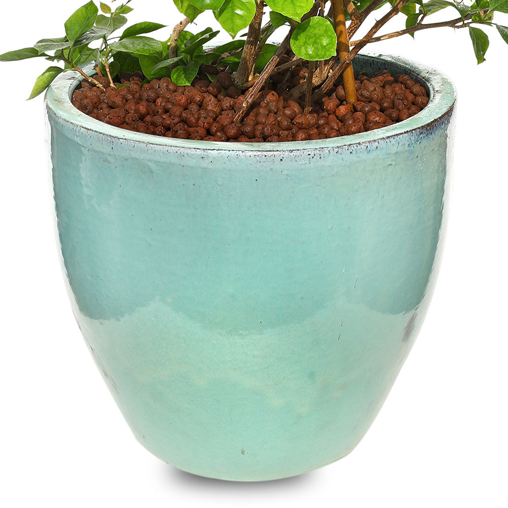 BOUGAINVILLEA ROMA IN GREEN CERAMIC POT