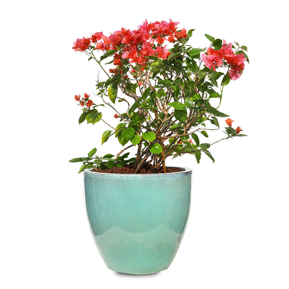 BOUGAINVILLEA ROMA IN GREEN CERAMIC POT