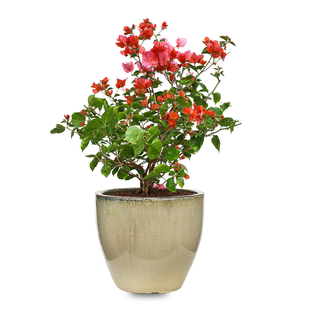 BOUGAINVILLEA ROMA IN GREY CERAMIC POT