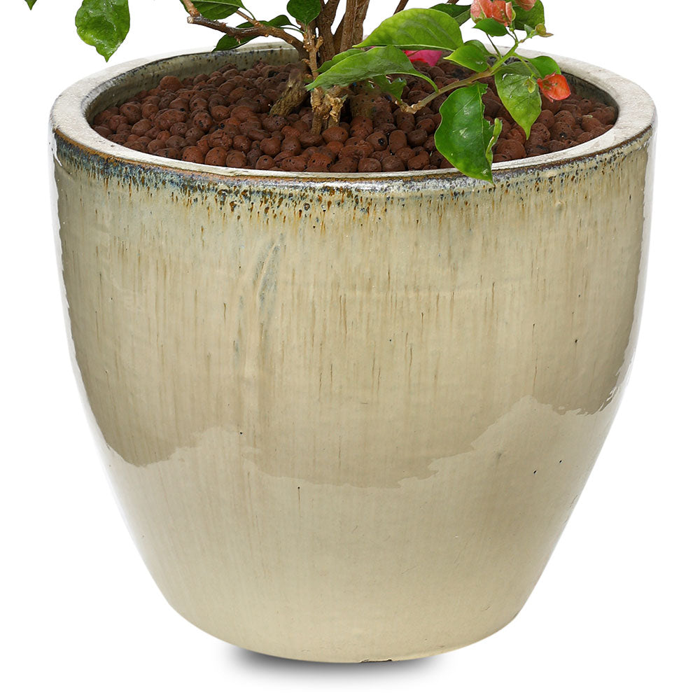 BOUGAINVILLEA ROMA IN GREY CERAMIC POT