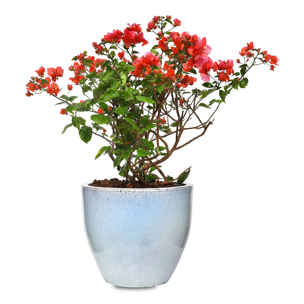 BOUGAINVILLEA ROMA IN WHITE CERAMIC POT